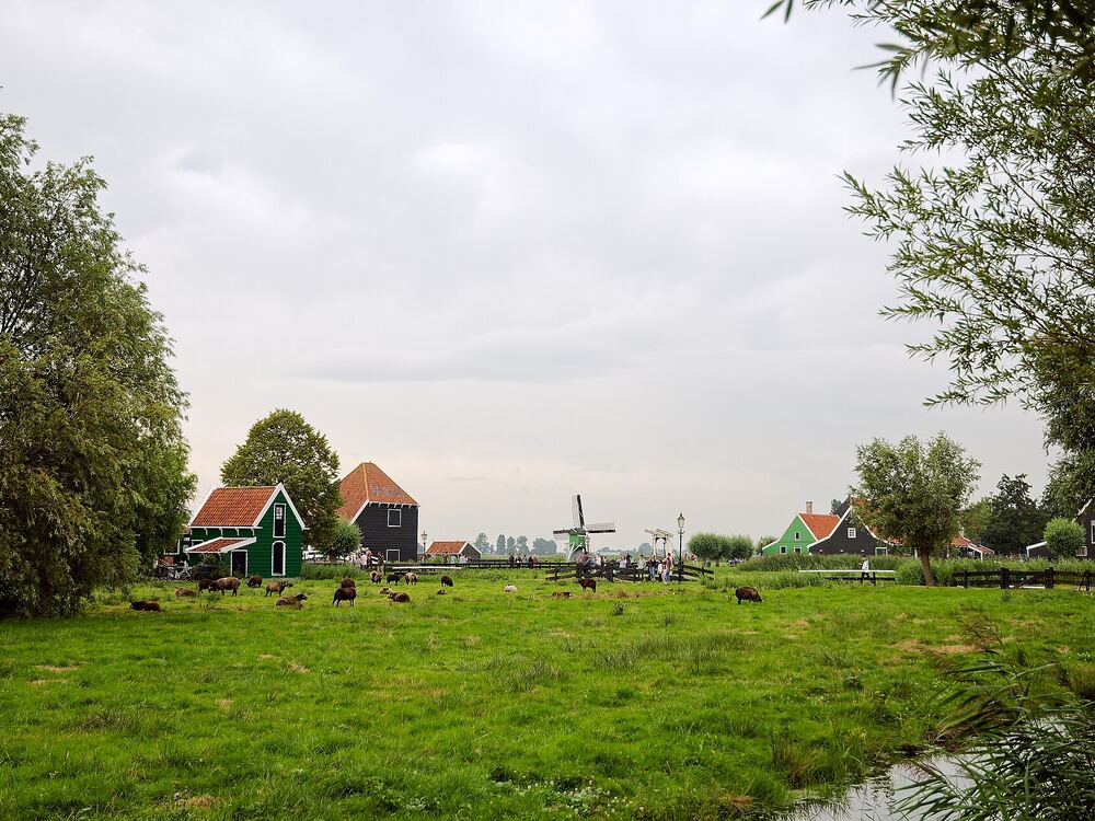 Koeien in een weiland bij de Zaanse Schans, met de groene huizen en molens erachter